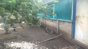 цыплята этого года