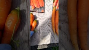 результаты подзимнего сева моркови