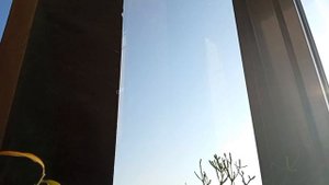 Начало летнего цветения кактусов