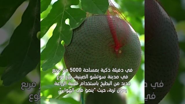 🍉«Арбуз из воздуха»: особые теплицы в Сучжоу
