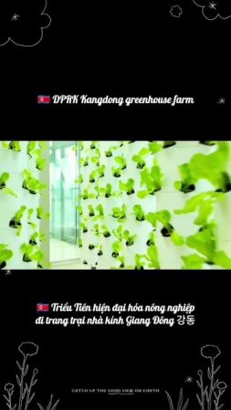 🇰🇵 DPRK visit the Kangdong greenhouse farm🌿