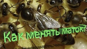 Секреты замены маток от профессора Кашковского