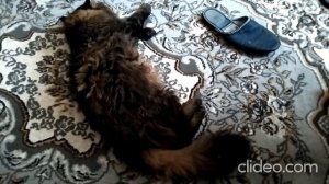 Кот Марс. Перекус бойцового кота и отдых.