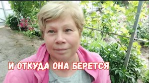 #43 🌷20 июня И откуда она берется/Убираю все лишнее/Уход за клубникой/Спасаю яблони