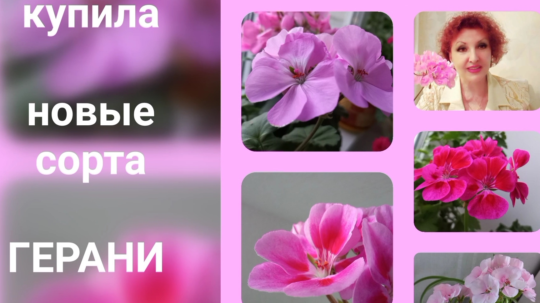 ГЕРАНИ. НОВЫЕ СОРТА КУПИЛА.