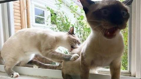 ПРИКОЛЫ С ЖИВОТНЫМИ ДО СЛЕЗ #77 Смешные КОТЫ И СОБАКИ  Приколы