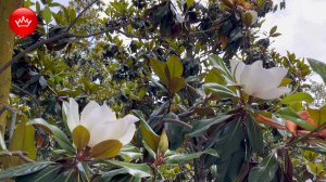 🌼Парк Галицкого Обзор Лето 2025.