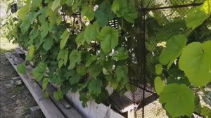 Моя зона отдыха в виноградной лозе