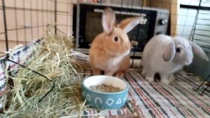 Мои сатины.Мои кролики.