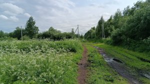 Идут, мои Любимые....Посмотрите ,какая у нас ,шикарная трава .