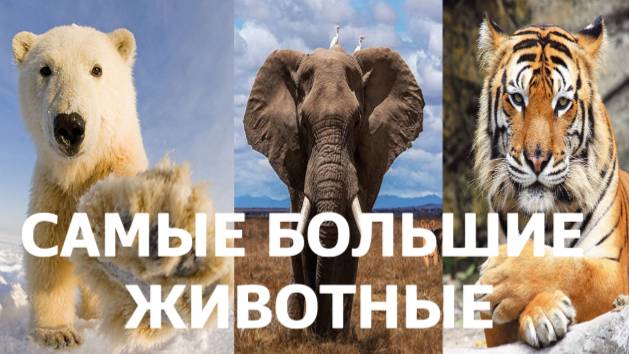 Самые большие животные