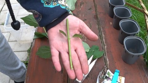 Черенкую жасмин, чубушник.