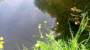 Лето в деталях