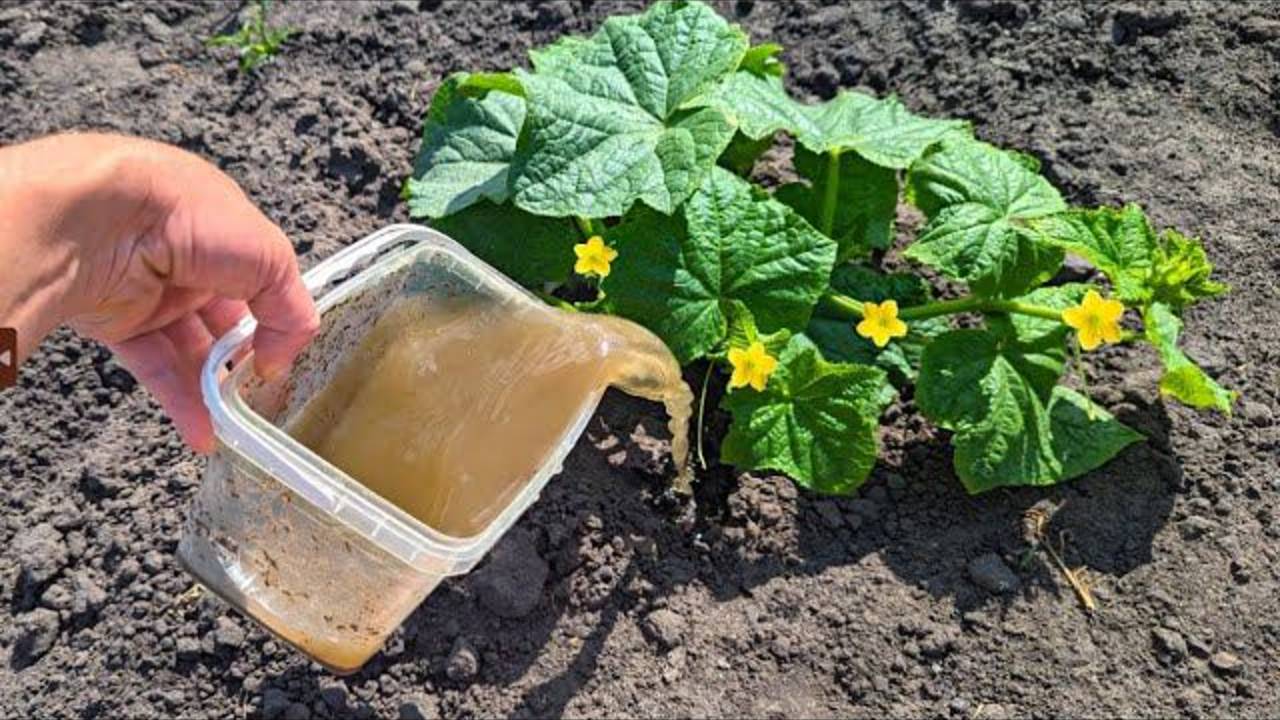 Огурцы плодоносят как сумасшедшие! Поливаю этим с начала цветения – урожай через день