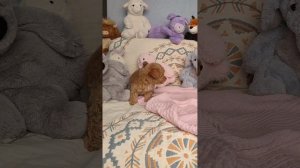 Малышка Живанши Пушон