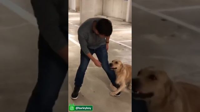 Забавных и Милых животных я нашел на TikTok