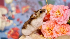 Что делает Голди?