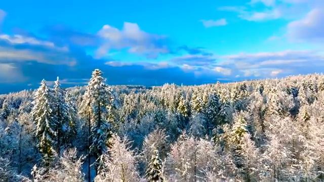 Изумрудные звуки пробуждающегося горного леса — Часть 3