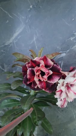 🌺Адениум Yen Nhi 9🌺