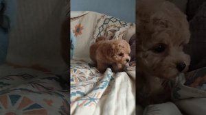 Малышка Жади Пушон