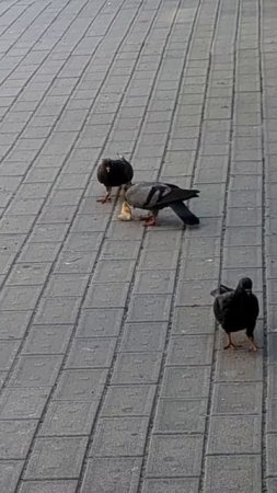 Голубиные игрища