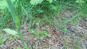 Прогулка в лес грибы Свинухи