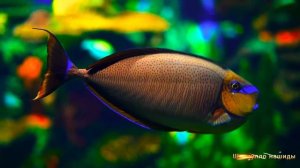 #Коран#Юнус#СамыеКрасивыеМеста#Relaxation##Islam#Quran#Yunus#Minshawiy 4кВидео#11часть#