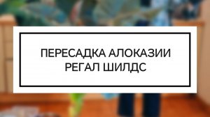 Пересадка алоказии Регал шилдс