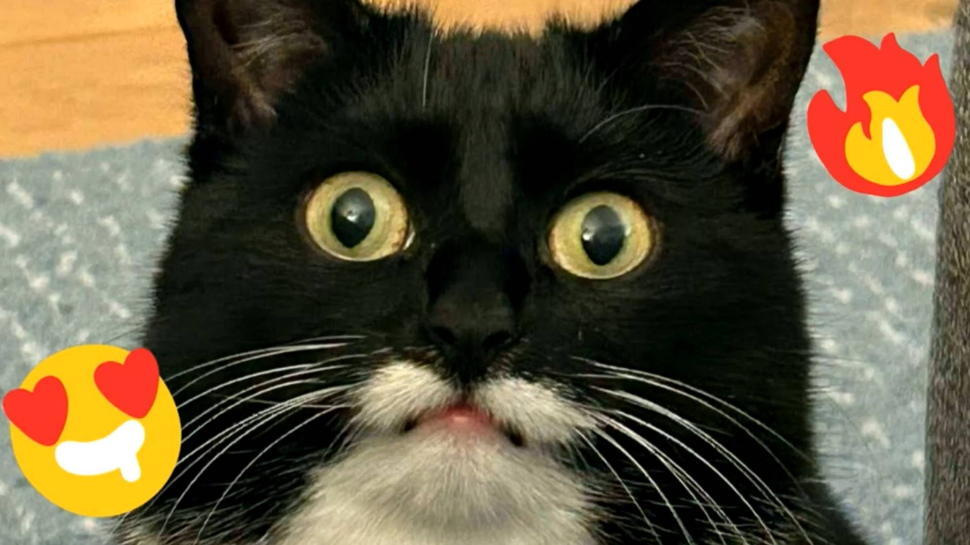 😹Смешные видео с котами и кошками🔥