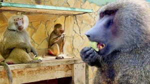 Знакомьтесь - Веня и Феня! Воспитывать и воспитывать! Рокки спустился с небес и согласился на массаж