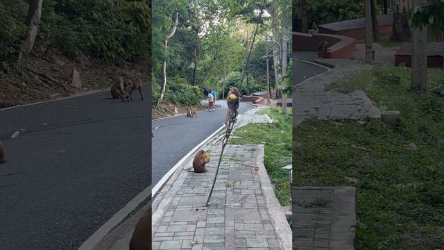 Обезьянки на горе обезьян на Пхукете, Тайланд
