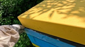 2025-06-21 Пчёлы. Карника. Распределяю маточники 2 из 3.