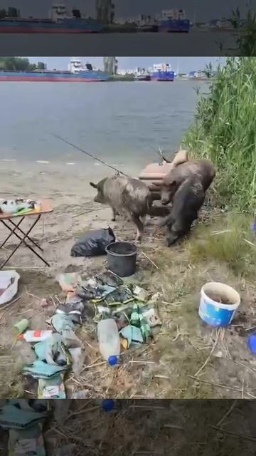 Три кабана: к рыбакам на Дону пришли три кабана в Ростовской области. Поесть.