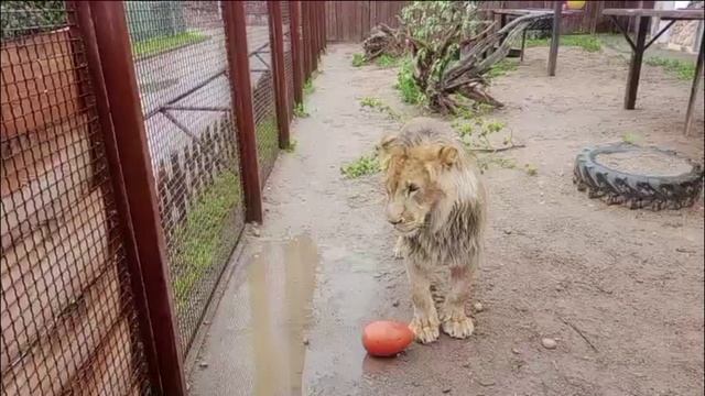 Футбол. Болельщики кричат гол! Видео от опекуна Светланы