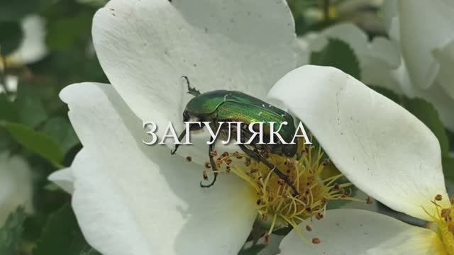 2025_06_ЗАГУЛЯКА