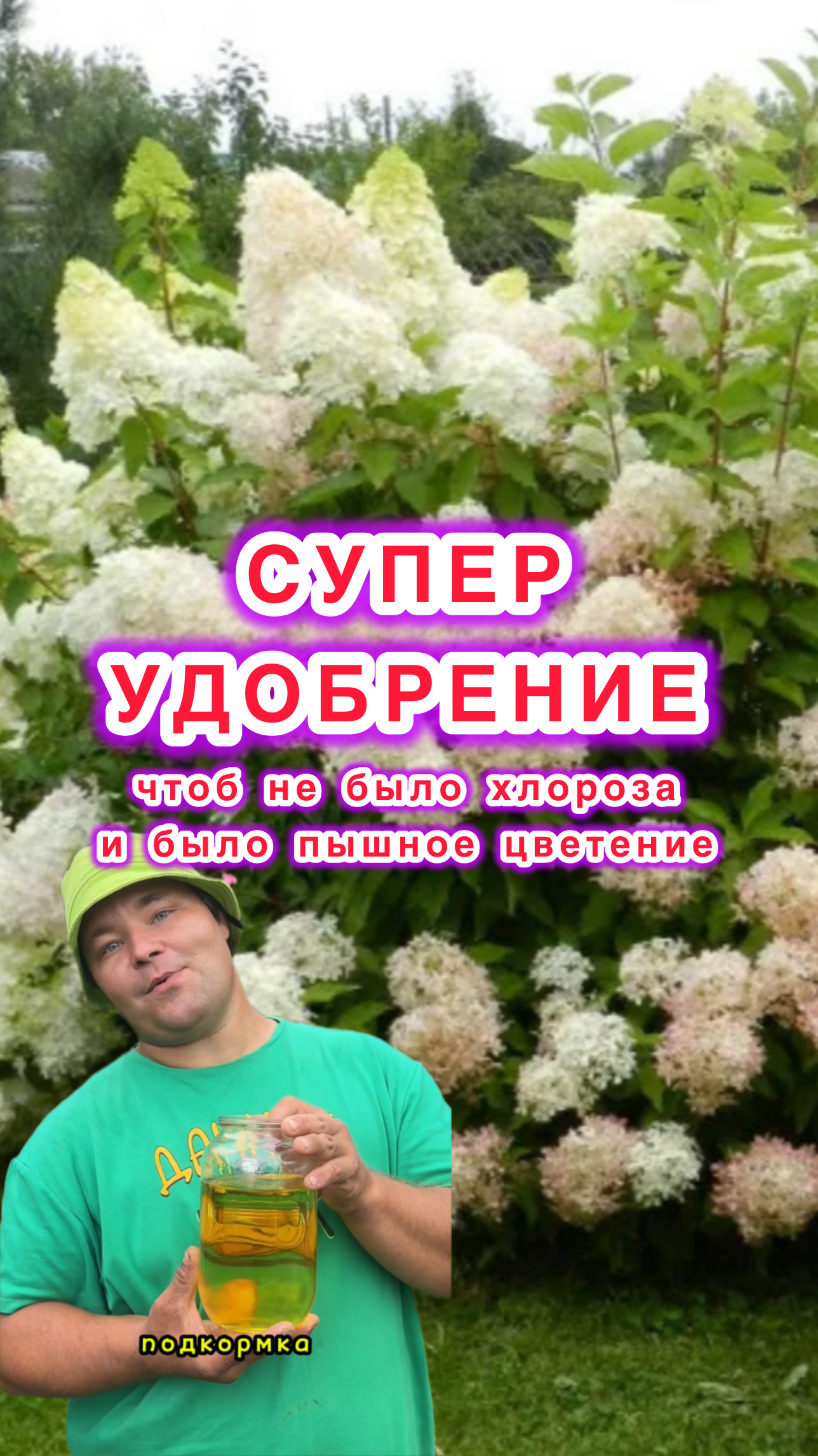 ЖИДКОЕ ЗОЛОТО для взрывного цветения гортензий!