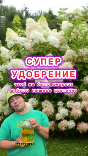 ЖИДКОЕ ЗОЛОТО для взрывного цветения гортензий!