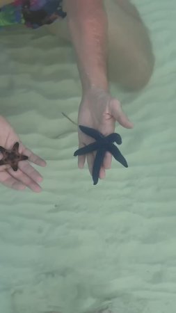 Морские обитатели острова Бохоль на Филиппинах #филиппины #philippines #бохоль #bohol
