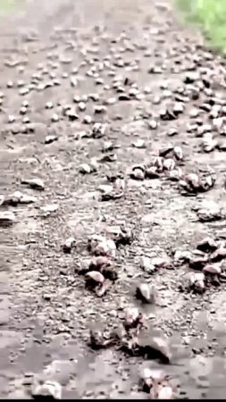 Странные жуки на дороге в Омске