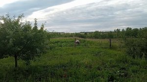 клубничные заросли, собираем клубнику