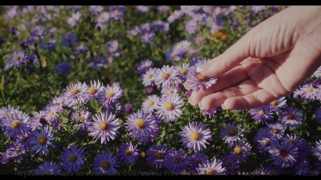 Он настолько прекрасен, что кажется нереальным! - A Dream that Came True -- Ketsa -- Growth