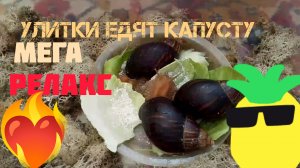 Улитки едят капусту | Расслабление | Релакс