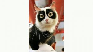 Котики, котики