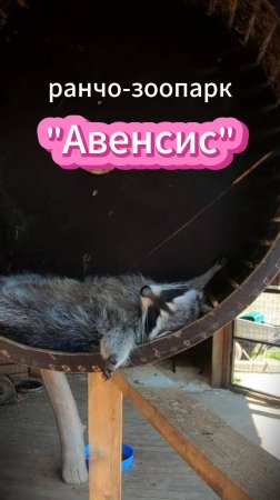 ранчо-зоопарк "Авенсис" ч.1