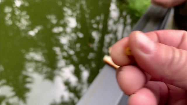 Рыбалка на своем пруду.Шикарная китайская наживка