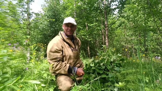 Березовый веник .21.06.25 год. Пора  собрать веники для бани на зимний сезон.