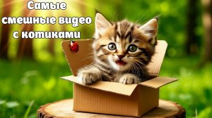 Самые смешные видео с котиками, угарные котики, подборка смешного видео, смешное видео №6