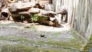 Калининградский зоопарк.