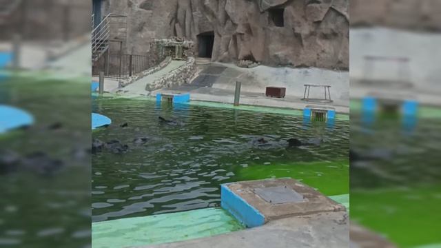 Танцы тюленей в зоопарке Ижевска