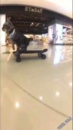 ПОКОТАЛКИ ПО ТОРГОВОМУ ЦЕНТРУ